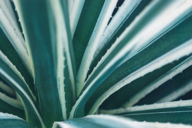 feuilles d'agave à rayures bleues