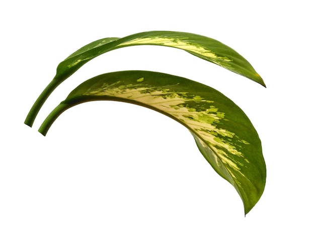 Feuilles d'Aglaonema sur fond blanc