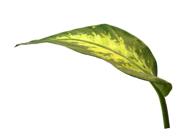 Feuilles d'Aglaonema sur fond blanc