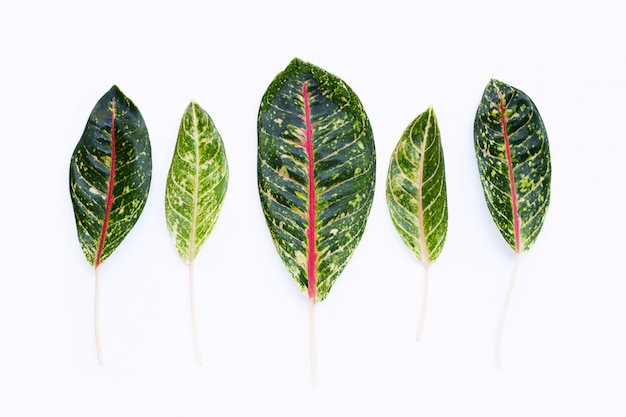 Feuilles d'Aglaonema isolés sur blanc