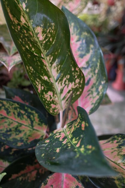 Les feuilles de l'aglaonema, une plante tropicale, dans la cour