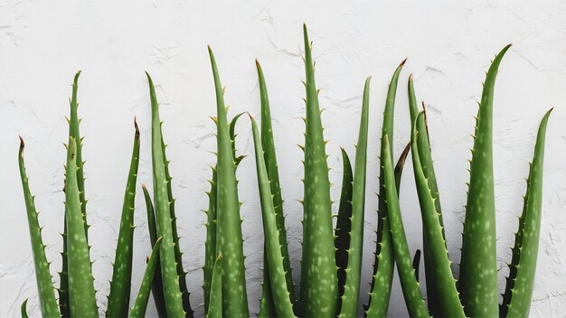 Des feuilles d'aloe vera fraîches coupées sur un mur blanc