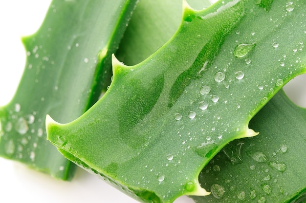 Feuilles d'aloe vera fraîches avec des gouttes d'eau isolées sur fond blanc en gros plan