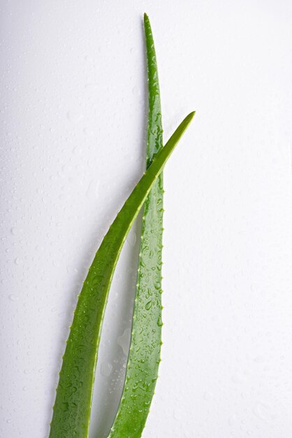 Feuilles d'aloès vert sur fond blanc