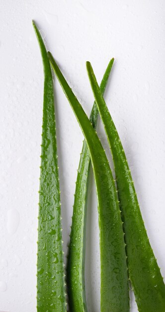 Feuilles d'aloès vert sur fond blanc