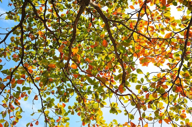 Feuilles d'amande du Bengale ou de terminalia catappa sur fond de nature