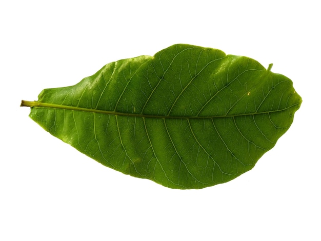 Feuilles d'amande de mer ou terminalia catappa isolées sur fond blanc feuille verte sur fond blanc