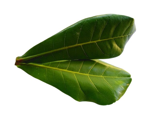 Feuilles d'amande de mer ou terminalia catappa isolées sur fond blanc feuille verte sur fond blanc