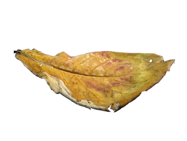 Feuilles d'amande de mer ou terminalia catappa isolées sur fond blanc vieilles feuilles brun jaune