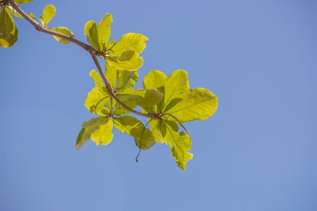 Feuilles d'un amandier à l'extérieur à Rio de Janeiro Brésil