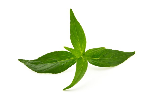 Feuilles d'Andrographis (Andrographis paniculata) isolés sur fond blanc. c'est un type d'herbe traditionnelle thaïlandaise (médecine populaire ou traditionnelle) et a des propriétés médicinales.