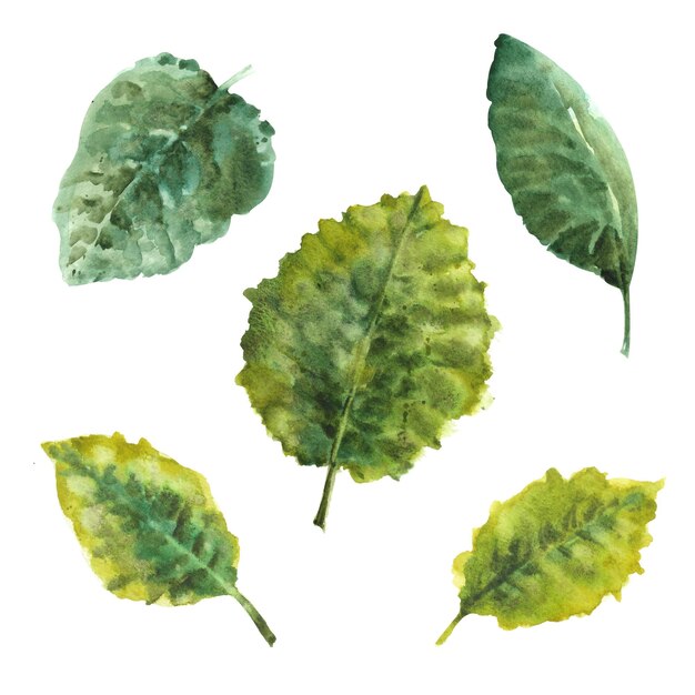 Photo feuilles d'aquarelle de primevère plusieurs feuilles vertes différentes sur fond blanc
