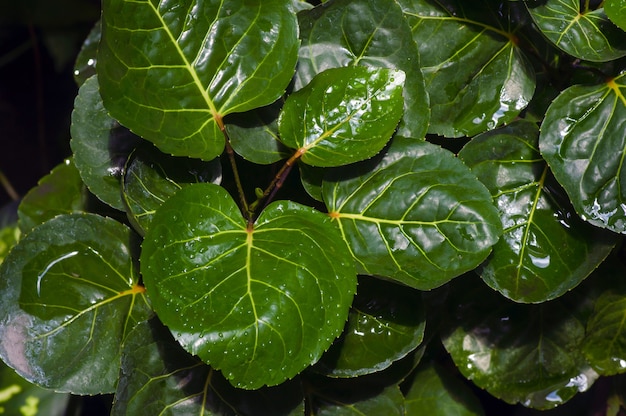 Feuilles d'aralia prune (Polyscias scutellaria) avec éclaboussures d'eau, une plante ornementale et médicinale de jardin populaire en Indonésie. Macrophotographie.