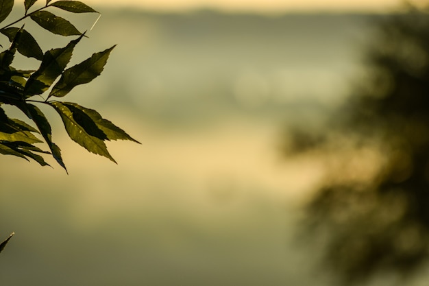 feuilles d'un arbre à l'aube