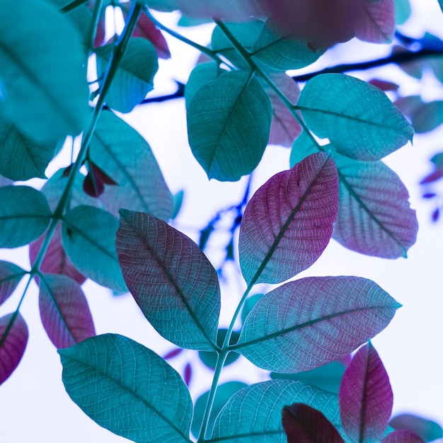 feuilles d'arbre bleu en automne, fond bleu