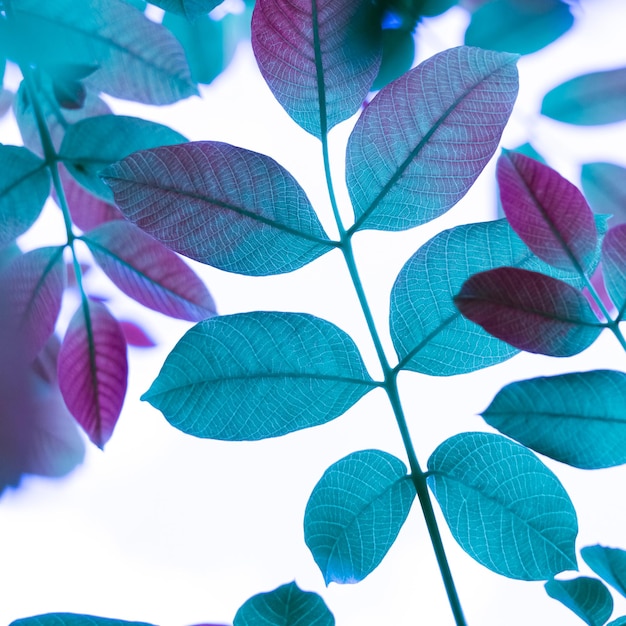 feuilles d'arbre bleu en automne, fond bleu