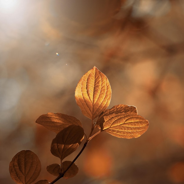 Feuilles d'arbre brunes en automne