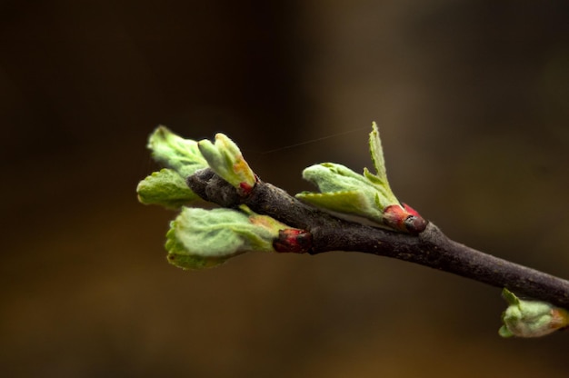 Les feuilles d'un arbre commencent à bourgeonner.