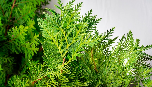 Les feuilles de l'arbre Les jeunes branches vertes de Thuja