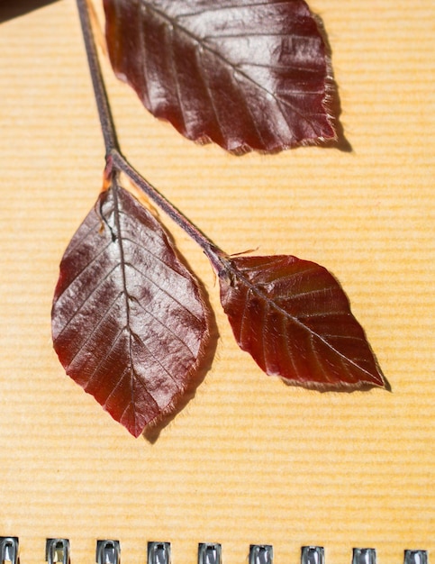 Photo feuilles d'arbre sur une page de cahier