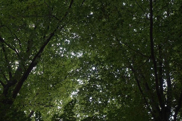 Feuilles d'un arbre avec un peu d'ombre