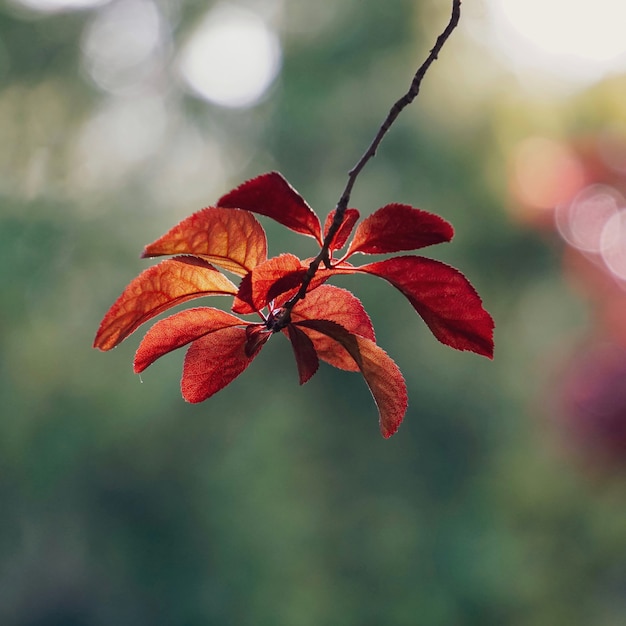 Feuilles d'arbre rouge dans la nature en automne fond rouge