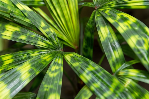 Les feuilles de l&#39;arbre sont vertes et jaunes dans le jardin.