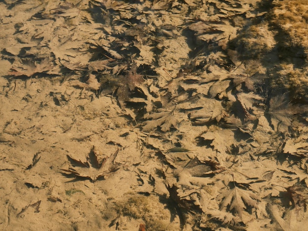 Feuilles d'arbre tombées dans l'eau