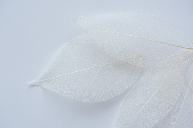 feuilles d'arbre transparent