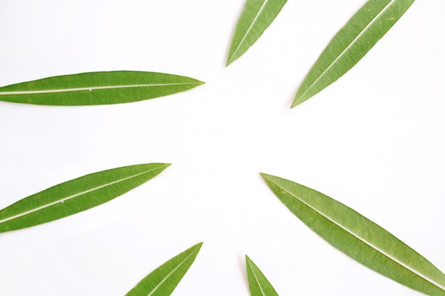 Feuilles d'arbre vert. Concept de la nature