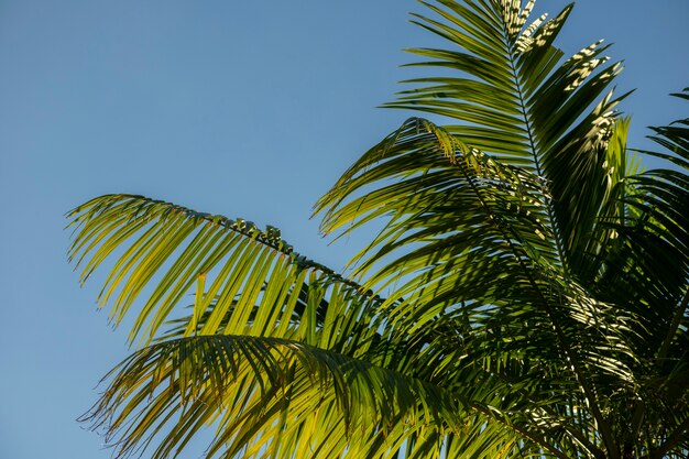 Feuilles d'arbre vert sur fond d'été ciel bleu