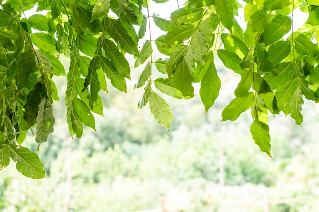 Feuilles d'un arbre