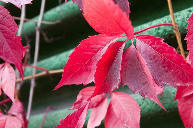 Feuilles d'arbres colorés rouges d'automne