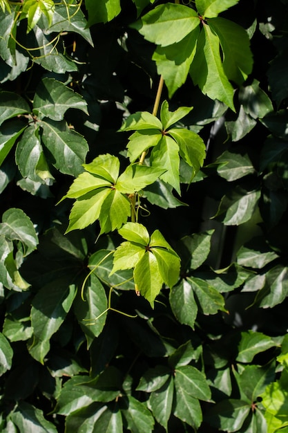 Les feuilles d'arbres comme nature florale arrière-plan de la végétation