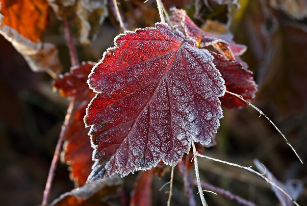 Les feuilles des arbres couvertes d'épais flocons de neige.