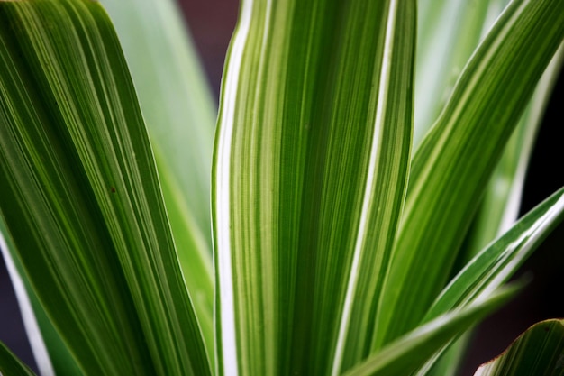 Feuilles arbres forestiers tropicaux texture fond d'écran