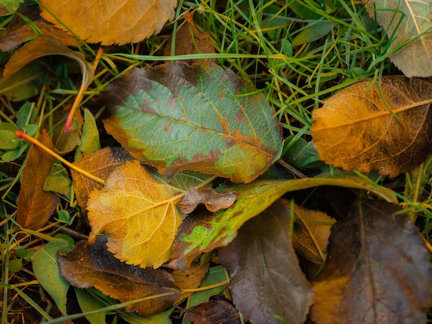 Feuilles d'arbres de la forêt d'automne et herbe verte Motifs de feuilles colorées sur l'herbe