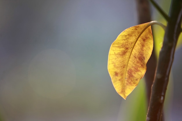 Feuilles d'arbres de la forêt tropicale fond d'écran de texture