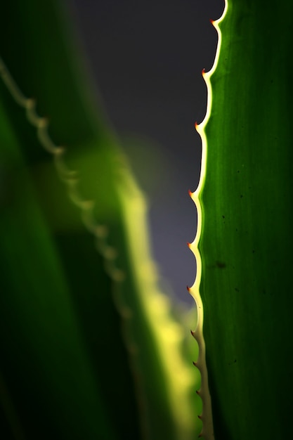 Feuilles d'arbres de la forêt tropicale fond d'écran de texture