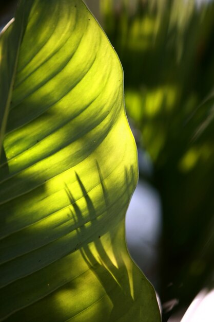 Feuilles d'arbres de forêt tropicale texture background