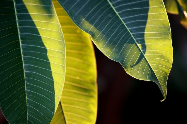 Feuilles d'arbres de forêt tropicale texture background