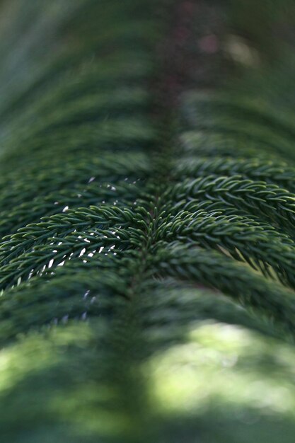 Feuilles d'arbres de la forêt tropicale texture fond d'écran