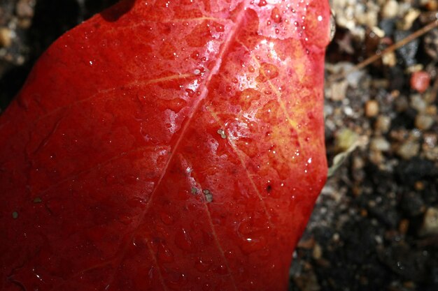 Feuilles d'arbres de la forêt tropicale texture fond d'écran