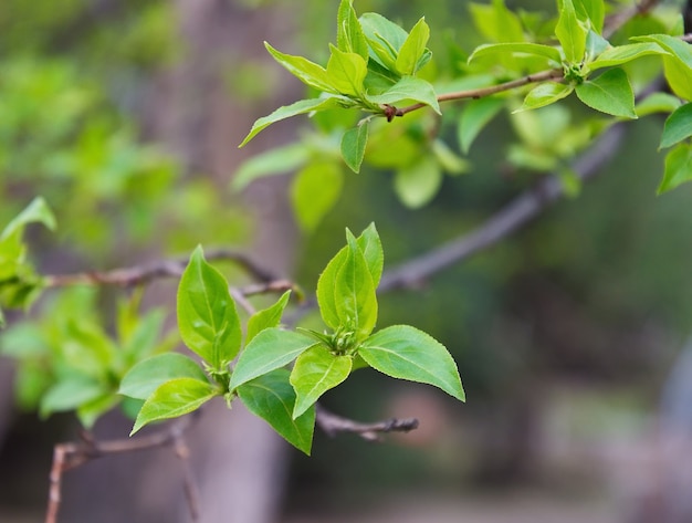 Feuilles d'arbres frais au printemps feuilles vertes en fleurs sur une branche d'arbre libre arrière-plan flou