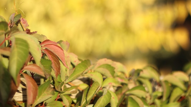 Photo feuilles d'arbres multicolores à l'automne