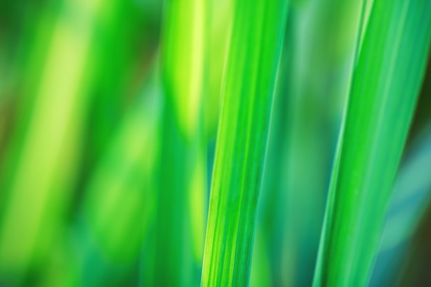 Feuilles d&#39;arbres pour le fond de la nature