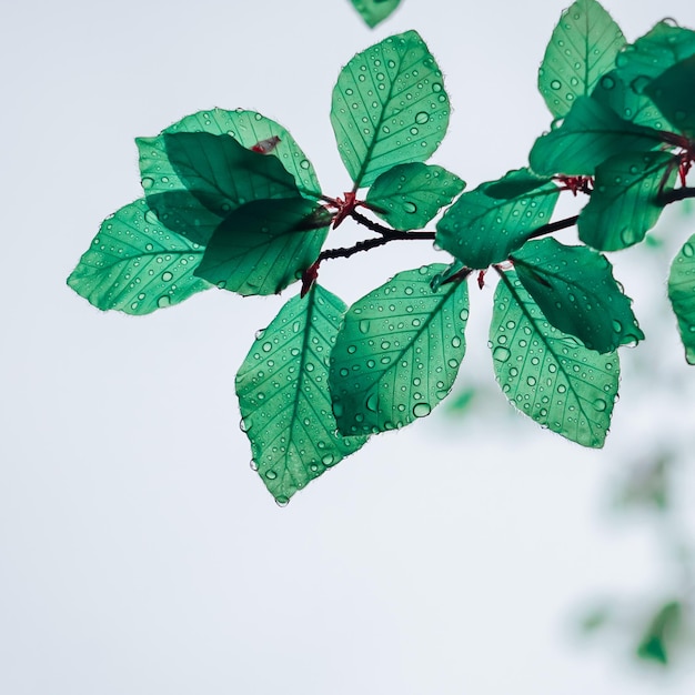 feuilles d'arbres verts au printemps les jours de pluie