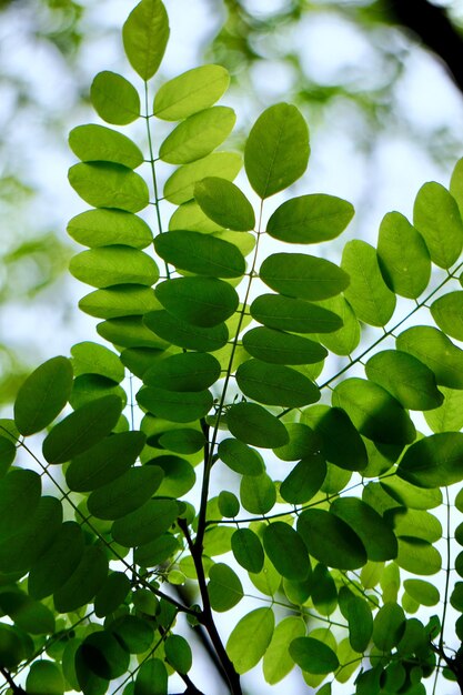 Photo les feuilles d'arbres verts dans la nature au printemps