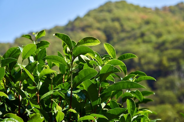 Feuilles d'arbustes à thé en gros plan de plantation sur fond de montagnes lointaines floues