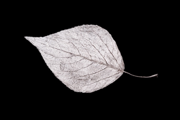 Feuilles d'argent isolées sur fond noir